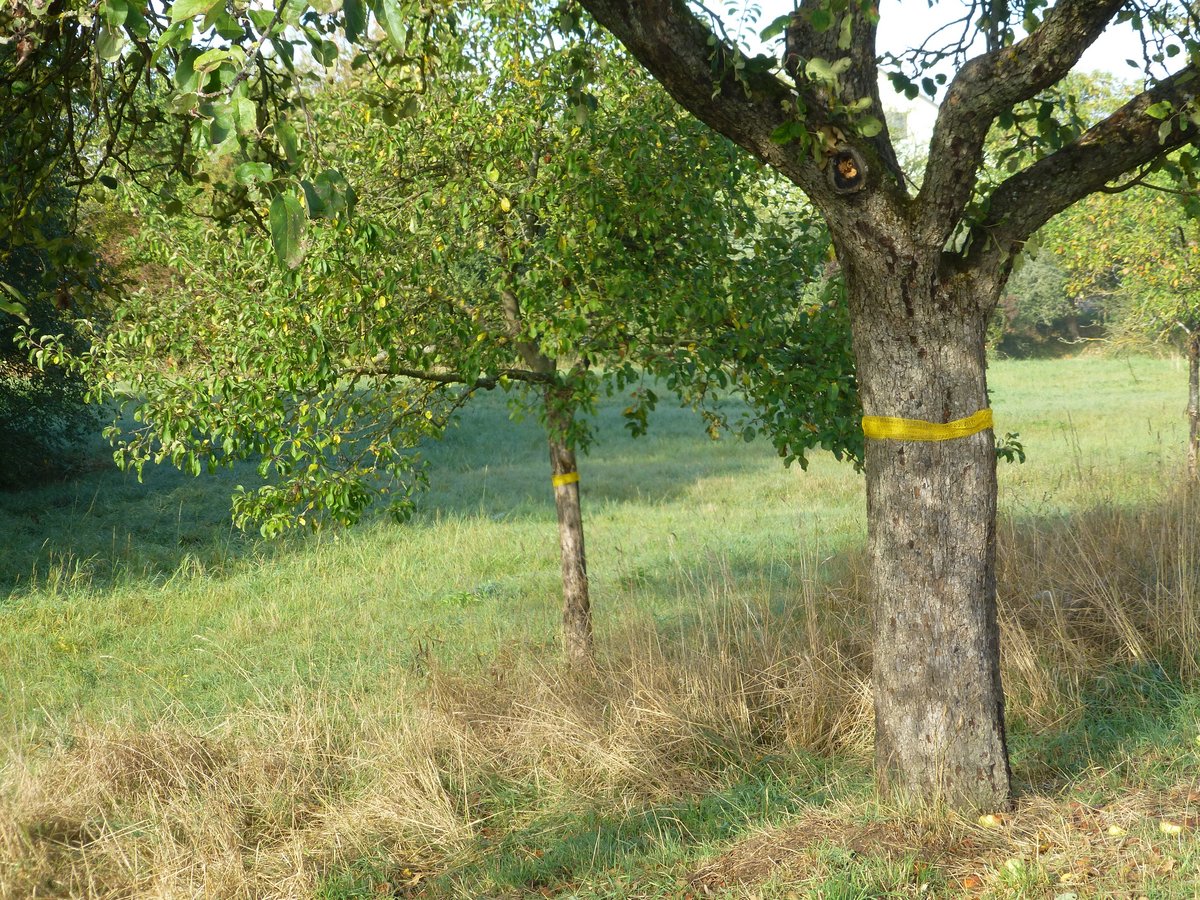 Buntes Netz – Nachbarschaftshilfe Sennfeld